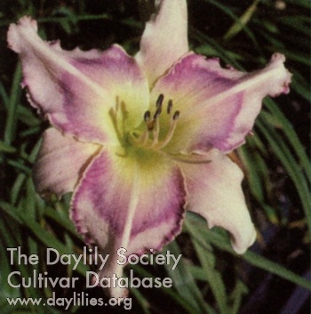 Daylily Magnificent Dad